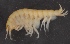  (Obesogammarus crassus - SPCB-OC002)  @11 [ ] CreativeCommons - Attribution (2017) Alex Borisenko Centre for Biodiversity Genomics