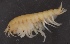  ( - SPCB-OC003)  @11 [ ] CreativeCommons - Attribution (2017) Alex Borisenko Centre for Biodiversity Genomics