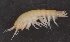  ( - SPCB-OC004)  @11 [ ] CreativeCommons - Attribution (2017) Alex Borisenko Centre for Biodiversity Genomics
