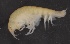  ( - SPCB-OC005)  @11 [ ] CreativeCommons - Attribution (2017) Alex Borisenko Centre for Biodiversity Genomics