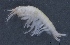  ( - SPCB-OC010)  @11 [ ] CreativeCommons - Attribution (2017) Alex Borisenko Centre for Biodiversity Genomics