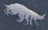  ( - SPCB-OC014)  @11 [ ] CreativeCommons - Attribution (2017) Alex Borisenko Centre for Biodiversity Genomics