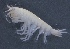  ( - SPCB-OC016)  @11 [ ] CreativeCommons - Attribution (2017) Alex Borisenko Centre for Biodiversity Genomics