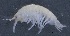  ( - SPCB-OC018)  @11 [ ] CreativeCommons - Attribution (2017) Alex Borisenko Centre for Biodiversity Genomics