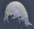  ( - SPCB-OC019)  @11 [ ] CreativeCommons - Attribution (2017) Alex Borisenko Centre for Biodiversity Genomics