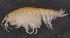  ( - SPCB-OC021)  @11 [ ] CreativeCommons - Attribution (2017) Alex Borisenko Centre for Biodiversity Genomics