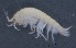  ( - SPCB-OC022)  @11 [ ] CreativeCommons - Attribution (2017) Alex Borisenko Centre for Biodiversity Genomics