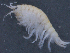  ( - SPCB-OC023)  @11 [ ] CreativeCommons - Attribution (2017) Alex Borisenko Centre for Biodiversity Genomics
