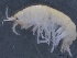  ( - SPCB-OC027)  @11 [ ] CreativeCommons - Attribution (2017) Alex Borisenko Centre for Biodiversity Genomics
