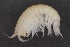  ( - SPCB-OC034)  @11 [ ] CreativeCommons - Attribution (2017) Alex Borisenko Centre for Biodiversity Genomics