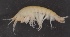  ( - SPCB-OC035)  @11 [ ] CreativeCommons - Attribution (2017) Alex Borisenko Centre for Biodiversity Genomics