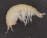  ( - SPCB-OC036)  @11 [ ] CreativeCommons - Attribution (2017) Alex Borisenko Centre for Biodiversity Genomics