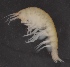  ( - SPCB-OC039)  @11 [ ] CreativeCommons - Attribution (2017) Alex Borisenko Centre for Biodiversity Genomics