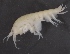  ( - SPCB-OC040)  @11 [ ] CreativeCommons - Attribution (2017) Alex Borisenko Centre for Biodiversity Genomics
