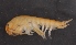  ( - SPCB-ET006)  @11 [ ] CreativeCommons - Attribution (2017) Alex Borisenko Centre for Biodiversity Genomics