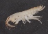  ( - SPCB-EI001)  @11 [ ] CreativeCommons - Attribution (2017) Alex Borisenko Centre for Biodiversity Genomics