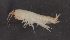  ( - SPCB-EI002)  @11 [ ] CreativeCommons - Attribution (2017) Alex Borisenko Centre for Biodiversity Genomics
