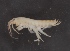  ( - SPCB-EI005)  @11 [ ] CreativeCommons - Attribution (2017) Alex Borisenko Centre for Biodiversity Genomics