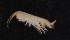  ( - SPCB-EI008)  @11 [ ] CreativeCommons - Attribution (2017) Alex Borisenko Centre for Biodiversity Genomics