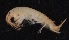  ( - SPCB-EI009)  @11 [ ] CreativeCommons - Attribution (2017) Alex Borisenko Centre for Biodiversity Genomics
