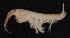  ( - SPCB-EI011)  @11 [ ] CreativeCommons - Attribution (2017) Alex Borisenko Centre for Biodiversity Genomics