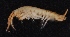  ( - SPCB-EI016)  @11 [ ] CreativeCommons - Attribution (2017) Alex Borisenko Centre for Biodiversity Genomics