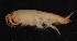  ( - SPCB-EI022)  @11 [ ] CreativeCommons - Attribution (2017) Alex Borisenko Centre for Biodiversity Genomics