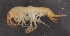  ( - SPCB-EI023)  @11 [ ] CreativeCommons - Attribution (2017) Alex Borisenko Centre for Biodiversity Genomics