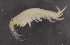  ( - SPCB-EI024)  @11 [ ] CreativeCommons - Attribution (2017) Alex Borisenko Centre for Biodiversity Genomics