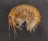  ( - SPCB-DB004)  @11 [ ] CreativeCommons - Attribution (2017) Alex Borisenko Centre for Biodiversity Genomics