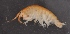  ( - SPCB-DB006)  @11 [ ] CreativeCommons - Attribution (2017) Alex Borisenko Centre for Biodiversity Genomics