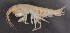  ( - SPCB-DB011)  @11 [ ] CreativeCommons - Attribution (2017) Alex Borisenko Centre for Biodiversity Genomics