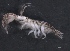  (Chelicorophium - SPCB-CR001)  @11 [ ] CreativeCommons - Attribution (2017) Alex Borisenko Centre for Biodiversity Genomics