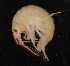  ( - SPCB-DV001)  @11 [ ] CreativeCommons - Attribution (2017) Alex Borisenko Centre for Biodiversity Genomics