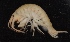  ( - SPCB-DV002)  @11 [ ] CreativeCommons - Attribution (2017) Alex Borisenko Centre for Biodiversity Genomics