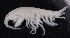  ( - SPCB-DV003)  @11 [ ] CreativeCommons - Attribution (2017) Alex Borisenko Centre for Biodiversity Genomics