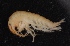  ( - SPCB-DV008)  @11 [ ] CreativeCommons - Attribution (2017) Alex Borisenko Centre for Biodiversity Genomics
