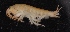  ( - SPCB-DV010)  @11 [ ] CreativeCommons - Attribution (2017) Alex Borisenko Centre for Biodiversity Genomics