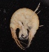  ( - SPCB-DV011)  @11 [ ] CreativeCommons - Attribution (2017) Alex Borisenko Centre for Biodiversity Genomics