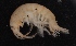  ( - SPCB-DV013)  @11 [ ] CreativeCommons - Attribution (2017) Alex Borisenko Centre for Biodiversity Genomics