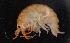  ( - SPCB-DV020)  @11 [ ] CreativeCommons - Attribution (2017) Alex Borisenko Centre for Biodiversity Genomics