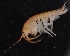  ( - SPCB-DV021)  @11 [ ] CreativeCommons - Attribution (2017) Alex Borisenko Centre for Biodiversity Genomics