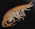  ( - SPCB-DV026)  @11 [ ] CreativeCommons - Attribution (2017) Alex Borisenko Centre for Biodiversity Genomics