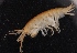  ( - SPCB-DV028)  @11 [ ] CreativeCommons - Attribution (2017) Alex Borisenko Centre for Biodiversity Genomics