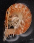  ( - SPCB-DV048)  @11 [ ] CreativeCommons - Attribution (2017) Alex Borisenko Centre for Biodiversity Genomics