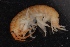  ( - SPCB-DV059)  @11 [ ] CreativeCommons - Attribution (2017) Alex Borisenko Centre for Biodiversity Genomics