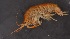  ( - SPCB-DV091)  @11 [ ] CreativeCommons - Attribution (2017) Alex Borisenko Centre for Biodiversity Genomics
