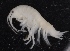  ( - SPCB-DV171)  @11 [ ] CreativeCommons - Attribution (2017) Alex Borisenko Centre for Biodiversity Genomics