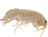  (Dikerogammarus - SPCNAS-GTI 0096)  @13 [ ] CreativeCommons - Attribution Non-Commercial (2015) Scientific and Practical Center for Bioresources Scientific and Practical Center for Bioresources