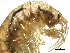  ( - SPCNAS-GTI 0163)  @11 [ ] CreativeCommons - Attribution Non-Commercial (2015) Scientific and Practical Center for Bioresources Scientific and Practical Center for Bioresources